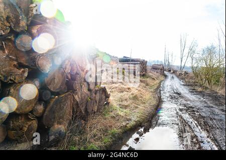 Tree trunks are stored at the edge of the forest. The conifers have been cut down. The area lies fallow. Sauerland, North Rhine Westphalia, Germany. Stock Photo