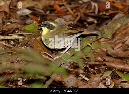 Yellow-throated Scrubwren (Sericornis citreogularis intermedius) male on forest floor Lamington NP, Queensland, Australia        February Stock Photo