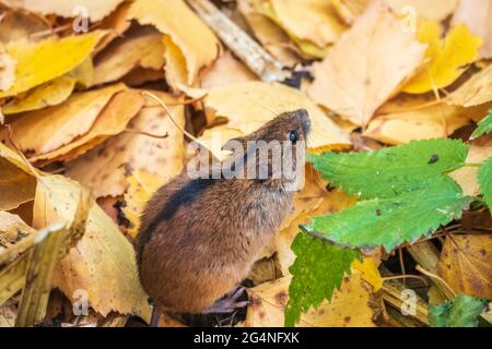 The striped field mouse, apodemus agrarius, sits among yellow leaves in autumn forest. The nature of the autumn forest. Stock Photo