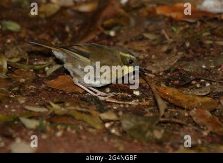 Yellow-throated Scrubwren (Sericornis citreogularis intermedius) female on forest floor Lamington NP, Queensland, Australia        February Stock Photo