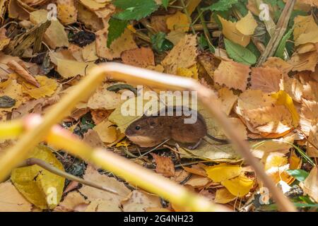 The striped field mouse, apodemus agrarius, sits among yellow leaves in autumn forest. The nature of the autumn forest. Stock Photo