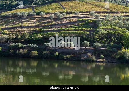 Wineyards Douro Valley Portugal from the Douro river and from the train to Porto Stock Photo