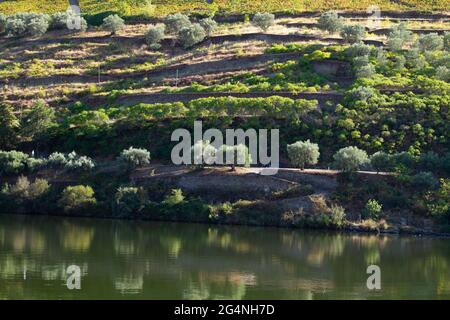 Wineyards Douro Valley Portugal from the Douro river and from the train to Porto Stock Photo