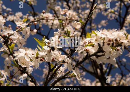 Beautiful flowering fruit trees. Blooming plant branches in spring warm bright sunny day. White tender flowers background Stock Photo