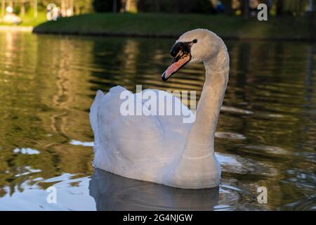 Graceful white Swan swimming in the lake, swans in the wild. Portrait of a white swan swimming on a lake. The mute swan, latin name Cygnus olor Stock Photo