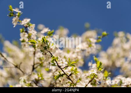 Beautiful flowering fruit trees. Blooming plant branches in spring warm bright sunny day. White tender flowers background Stock Photo