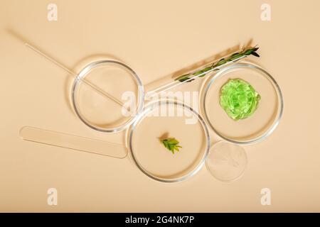 Cosmetic skincare products in petri dishes on beige background. Aloe gel natural cosmetics for cosmetology. Medical herbs ingredients in laboratory Stock Photo