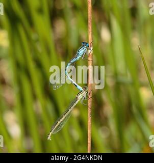 Common Blue Damselflies mating and egg laying Stock Photo - Alamy