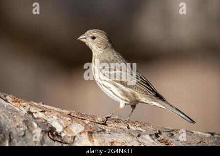 Portrait of a Female House Finch posing on the bark of a tree with a soft brown background. Stock Photo