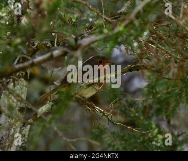 Single adult robin (erithacus rubecula) between tree branches Stock Photo