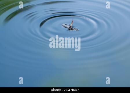 Mayfly in Water Stock Photo
