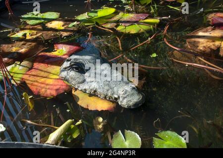 Crocodile fake floating in a pool Stock Photo