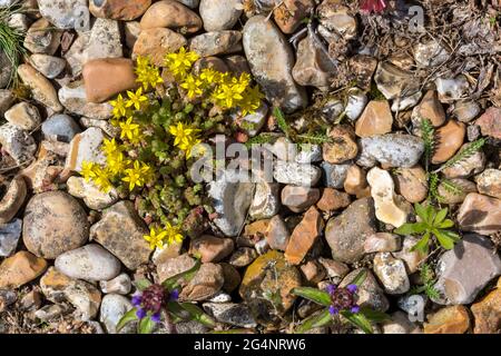 Biting stonecrop, Sedum acre, growing through gravel. Stock Photo