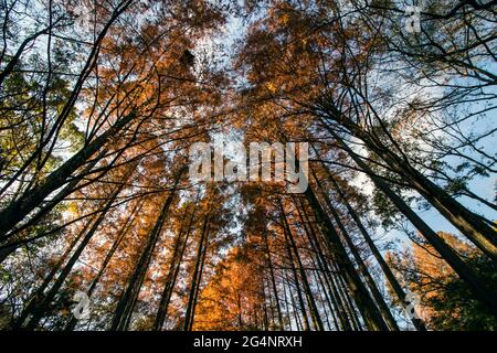 Metasequoia forest of autumn leaves shining orange in the sunlight Stock Photo
