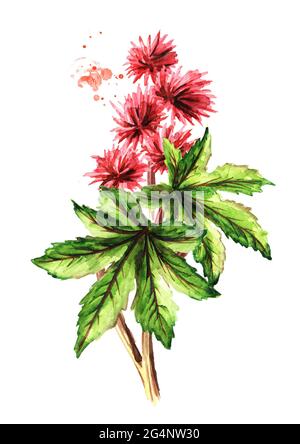 Castor oil plant, Ricinus communis. Brunch with red flowers and green leaves. Watercolor hand drawn illustration, isolated on white background Stock Photo