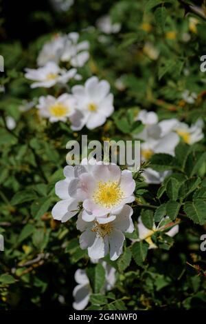 Dog Rose (Rosa Canina) wild flower of Sicily in mountain of Nebrodi Nature Reserve Stock Photo