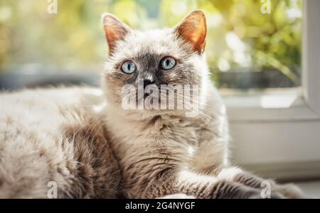Furry cat relaxing on window sill ledge, sun shines to her, closeup detail Stock Photo