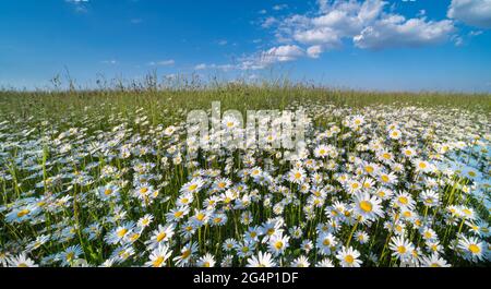 Beautiful white oxeye daisy flowers in green grass on a meadow. Leucanthemum vulgare. Close-up of delicate marguerites blooms in sunlit rural scenery. Stock Photo