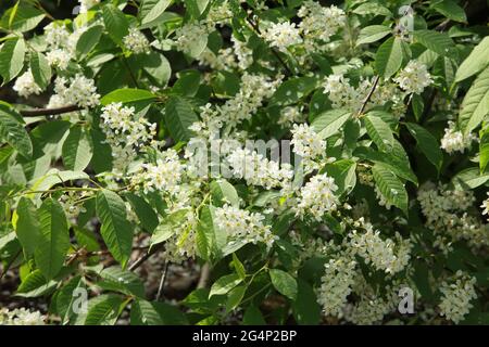 white flowers in inflorescences of blooming bird cherry close-up sunny spring landscape Stock Photo