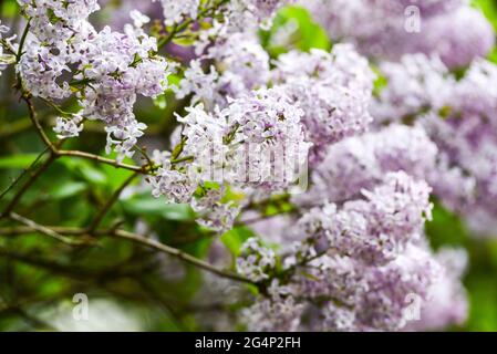 Blooming lilac flowers in spring. Blooming lilac flowers in spring. Stock Photo