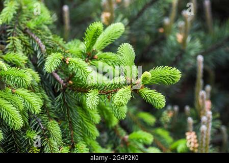 New tree shoots blooming in spring, green buds. Stock Photo