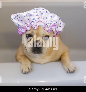Frenchie with shower cap getting out of bathtub. Stock Photo