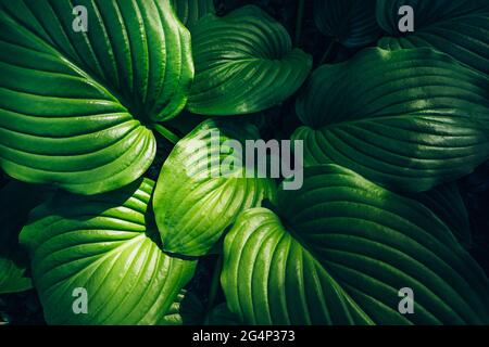 Hosta green leaves top view, summer or spring plant foliage background, natural decorative flower garden. Stock Photo