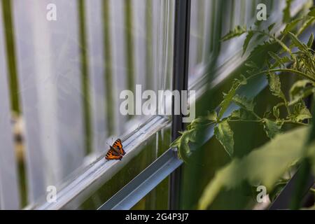 Beautiful view of butterfly on a glass in a greenhouse. Stock Photo