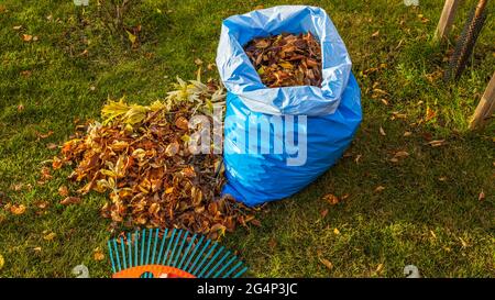 Fallen leaves in and rake on still green grass background. Autumn landscape. Fall season concept.  Sweden. Stock Photo