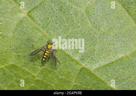 long-legged flie, Condylostylus genus Stock Photo