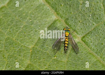 long-legged flie, Condylostylus genus Stock Photo