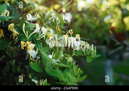 Blooming honeysuckle Bush near the house. White yellow Lonicera japonica Caprifolium perfoliate honeysuckle flowers. Honeysuckle Graham Thomas in the Stock Photo