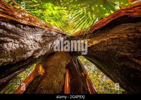 Upright view through the cracked tree trunk in Eungella National Park, Queensland, Australia Stock Photo