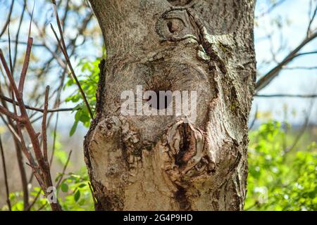 Hollow in a tree . Bird Nest inside on a tree Stock Photo