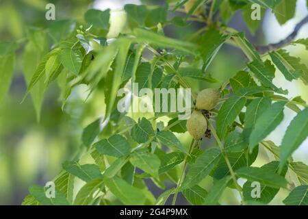 The green leaves and fruit of an eastern American black walnut tree (Juglans nigra) in Ottawa, Canada. Stock Photo