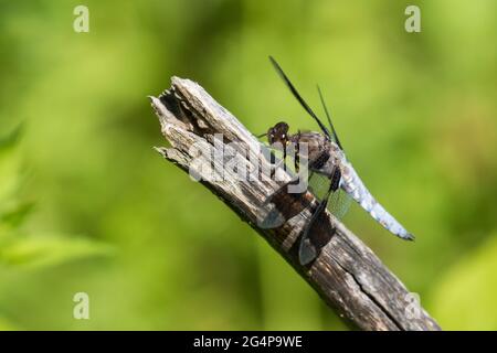 common whitetail or long-tailed skimmer (Plathemis lydia) Stock Photo