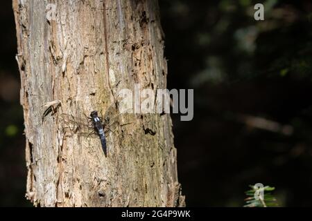 A chalk-fronted corporal dragonfly (Ladona julia) rests on the trunk of a tree in the wilderness of Algonquin Park, Ontario, Canada. Stock Photo