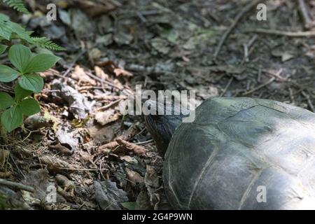 High-angle view of a common snapping turtle (Chelydra serpentina) showing its head and the top of its shell. The animal stands on land, on the forest Stock Photo