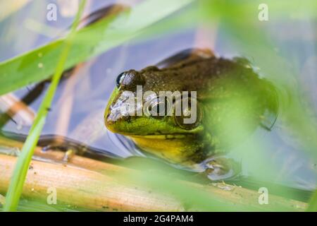 green frog (Lithobates clamitans or Rana clamitans) Stock Photo