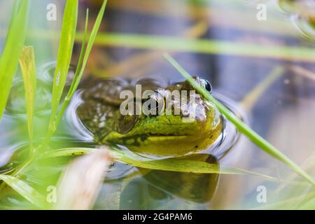 green frog (Lithobates clamitans or Rana clamitans) Stock Photo