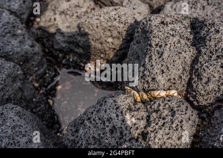 Small clams on basalt stones, Jeju Island, South Korea - August 17, 2019 Stock Photo