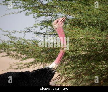 Red-necked ostrich male bird closeup feeding from a tree in the Negev desert  (Struthio camelus camelus)