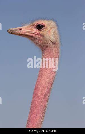 Red-necked ostrich male bird close up (Struthio camelus camelus) on a Negev desert wildlife reserve in Israel Stock Photo