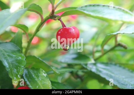Water Droplet On Fresh Red Fruit Ardisia crenata Stock Photo