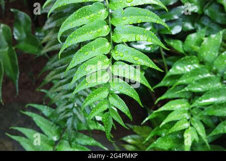 Water drops on green leaves Cyrtomium caryotideum Stock Photo