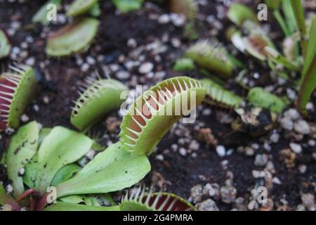 Venus flytrap Dionaea muscipula Carnivorous Plants Stock Photo