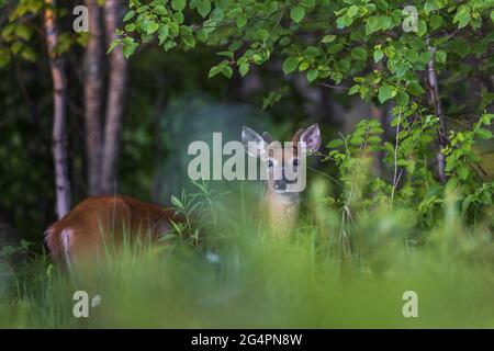 Yoiung white-tailed buck in northern Wisconsin. Stock Photo