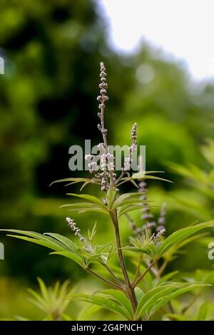 Buds, leaves and stem of the Monk's pepper (Agnus castus) Carduus marianus in early summer, Bavaria, Germany, Europe Stock Photo