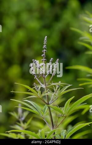 Buds, leaves and stem of the Monk's pepper (Agnus castus) Carduus marianus in early summer, Bavaria, Germany, Europe Stock Photo