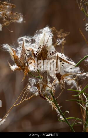 Whorled Milkweed, Asclepias verticillata, seed pods open to spread seeds in San Joaquin Valley habitat, Merced County, California. Stock Photo
